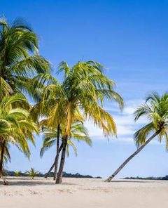 Costa Rica Palm Trees