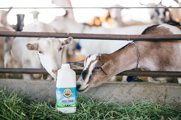 Summerhill Dairy Goat Milk
