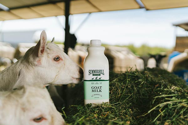 Summerhill Goat Milk